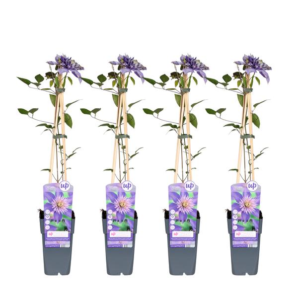 4x Clematis – Clematis 'Multi Blue' – ↕ 65 cm – Ø 15 cm