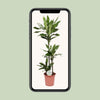 Drachenbaum - Dracaena Janet Lind - ↕ 130 cm - Ø 24 cm