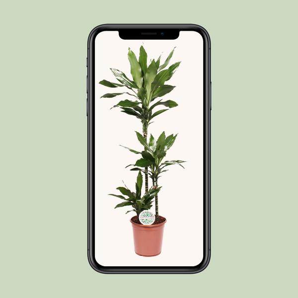 Drachenbaum - Dracaena Janet Lind - ↕ 130 cm - Ø 24 cm