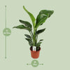 Strelitzia Nicolai - ↕ 70 cm - Ø 17 cm - V2