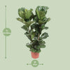 Geigen-Feige - Ficus Lyrata - ↕ 100 cm - Ø 27 cm