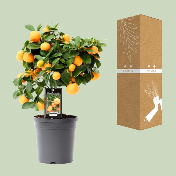 Zwergorangenbaum – Citrus calamondin – ↕ 40 cm – Ø 15 cm
