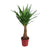 Palmlilie - Yucca Maya Tree - ↕ 100 cm - Ø 21 cm