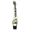 Winterjasmin – Jasminum nudiflorum – ↕ 65 cm – Ø 15 cm