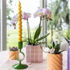 Nachtfalterorchidee - Phalaenopsis Portugal rosa - ↕ 40 cm - Ø 9 cm | Mosa-Ziertopf Rosa
