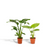 Strelitzia Nicolai - ↕ 85 cm - Ø 19 cm + Alocasia Macrorrhiza - ↕ 70 cm - Ø 19 cm
