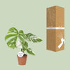 Fensterblatt - Monstera Deliciosa Variegata - ↕ 45 cm - Ø 15 cm