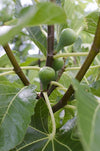 Feige – Ficus Gustissimo Perretta – ↕ 50 cm – Ø 19 cm