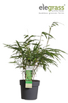 Bambus – Fargesia rufa – ↕ 40 cm – Ø 14 cm