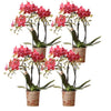 Schmetterlingsorchidee ‚Congo' – Phalaenopsis