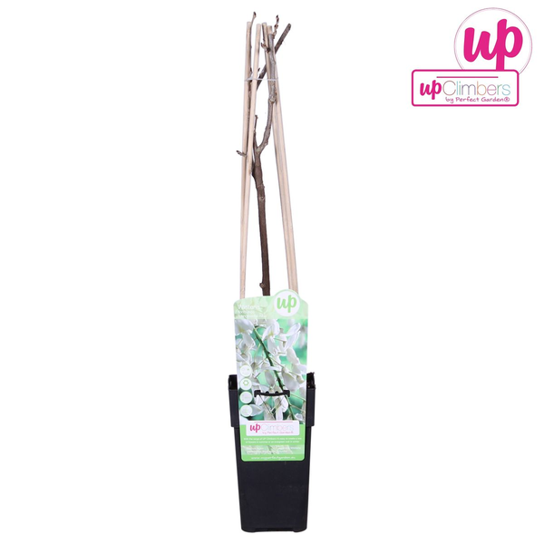 Blauregen – Wisteria floribunda Longissima Alba – ↕ 65 cm – Ø 15 cm