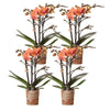 4x Nachtfalterorchidee orange – Phalaenopsis Orchidee – Bozen – Ø 9 cm – COMBI DEAL