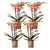 4x Nachtfalterorchidee orange – Phalaenopsis Orchidee – Bozen – Ø 9 cm – COMBI DEAL