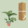 Dieffenbachie – Dieffenbachia Seguine Tropic Snow – ↕ 70 cm – Ø 19 cm