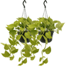 2x Efeutute – Epipremnum Golden Pothos (Scindapsus) – ↕ 25 cm – Ø 15 cm