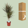 Drachenbaum - Dracaena Bicolor - ↕ 75 cm - Ø 17 cm