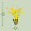 Fächerahorn – Acer palmatum Orange Dream – ↕ 30 cm – Ø 15 cm