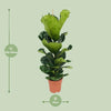 Geigen-Feige - Ficus Lyrata - ↕ 100 cm - Ø 21 cm