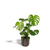 Fensterblatt - Monstera Deliciosa - ↕ 80 cm - Ø 21 cm
