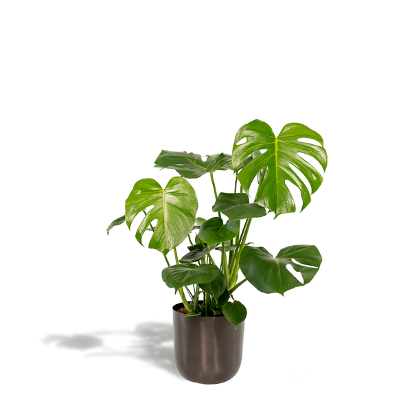 Fensterblatt - Monstera Deliciosa - ↕ 80 cm - Ø 21 cm