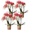 4x Nachtfalterorchidee rot – Phalaenopsis Orchidee – Kongo – Ø 9 cm – COMBI DEAL