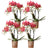 4x Nachtfalterorchidee rot – Phalaenopsis Orchidee – Kongo – Ø 9 cm – COMBI DEAL