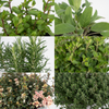 4x Gartenkräutermischung – ↕ 18 cm – Ø 14 cm