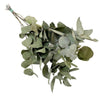 Getrocknete Blumen - Eucalyptus Cinerea - 6 Gebüsch - ↕50cm