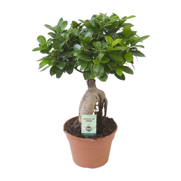 Ficus microcarpa ‚Ginseng'