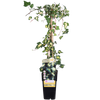 Efeu – Hedera helix Goldheart – ↕ 65 cm – Ø 15 cm