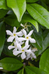 Toskanischer Jasmin – Trachelospermum Star of Venice Weiß – ↕ 65 cm – Ø 15 cm