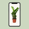Glücksfeder - Zamioculcas Zamiifolia - ↕ 40 cm - Ø 12 cm