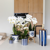 Nachtfalterorchidee weiß – Phalaenopsis Amabilis & Sukkulente – Crassula Hobbit – ↕ 35 cm – Ø 9 + 6 cm | Painted Stripe-Topf Blau