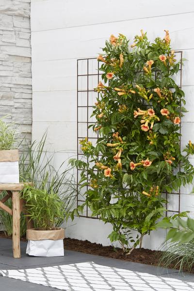 Trompetenblume – Campsis Indian Summer – ↕ 65 cm – Ø 15 cm