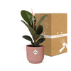Gummibaum - Ficus Elastica Robusta - ↕ 59 cm - Ø 14 cm | ELHO Vibes Fold Übertopf rosa