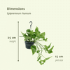 2x Goldene Efeutute - Epipremnum Aureum - ↕ 25 cm - Ø 15 cm