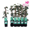 Efeu – Hedera algeriensis Gloire de Maren – ↕ 65 cm – Ø 15 cm