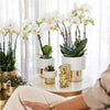 Nachtfalterorchidee weiß – Phalaenopsis Orchidee – Amabilis – ↕ 35 cm – Ø 9 cm | Elite-Topf Gold