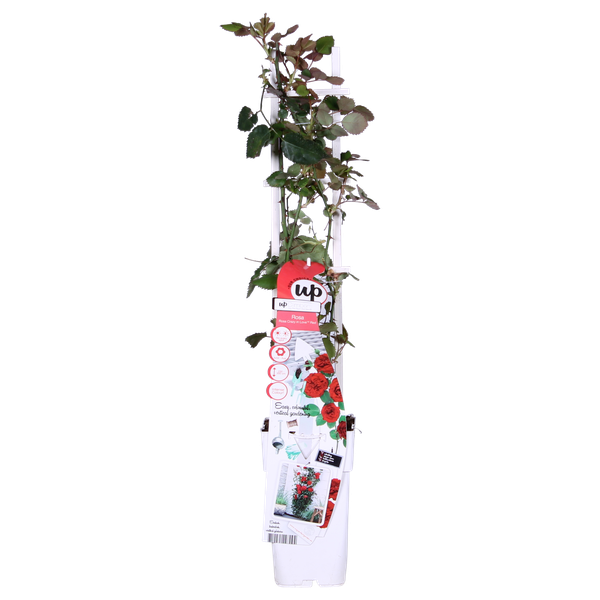 Rose - Rosa Crazy in Love Red – ↕ 65 cm – Ø 15 cm