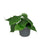 Philodendron Scandens - ↕ 15 cm - Ø 12 cm