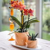 Nachtfalterorchidee - Phalaenopsis - ↕ ca. 35 cm - Ø 9 cm | 2er-Geschenkset Optimismus kleiner Pfirsich auf weißem Bio-Tablett