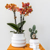 Nachtfalterorchidee orange – Phalaenopsis Orchidee – Mineral Bolzano – ↕ ca. 35–45 cm – Ø 9 cm | Bubble-Topf Weiß