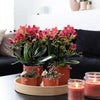 Nachtfalterorchidee - 2er-COMBI-DEAL rote Phalaenopsis - ↕ 40 cm - Ø 9 cm