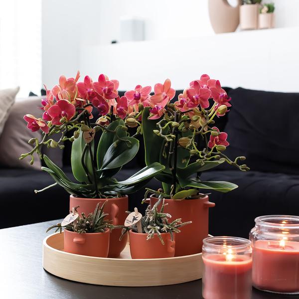Nachtfalterorchidee - 2er-COMBI-DEAL rote Phalaenopsis - ↕ 40 cm - Ø 9 cm