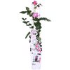 Rose - Rosa Crazy in Love Pink – ↕ 65 cm – Ø 15 cm