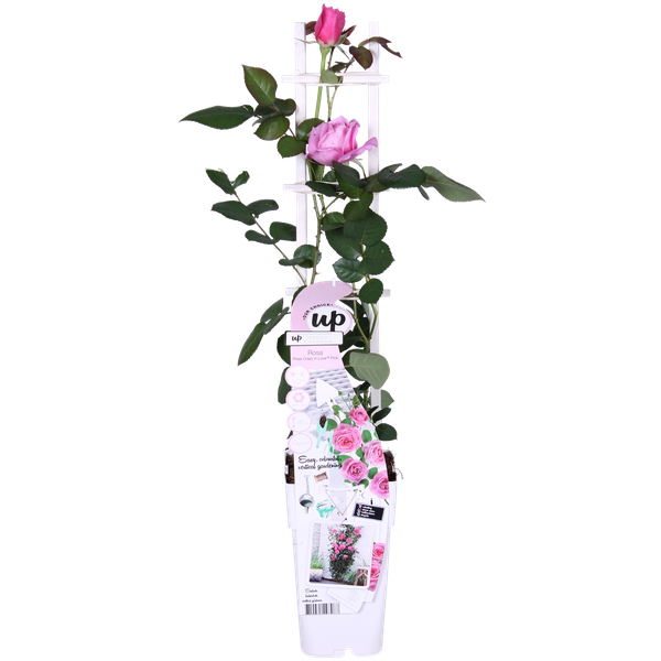 Rose - Rosa Crazy in Love Pink – ↕ 65 cm – Ø 15 cm