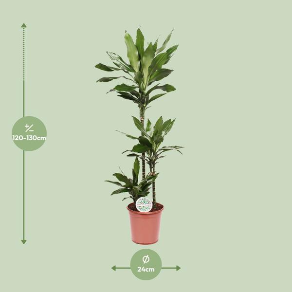 Drachenbaum - Dracaena Janet Lind - ↕ 130 cm - Ø 24 cm