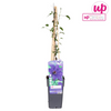 Clematis The President - Clematis Lila - Ø15cm - ↕65cm