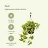 2x Efeutute – Epipremnum Golden Pothos (Scindapsus) – ↕ 25 cm – Ø 15 cm