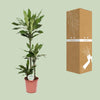 Drachenbaum - Dracaena Janet Lind - ↕ 130 cm - Ø 24 cm